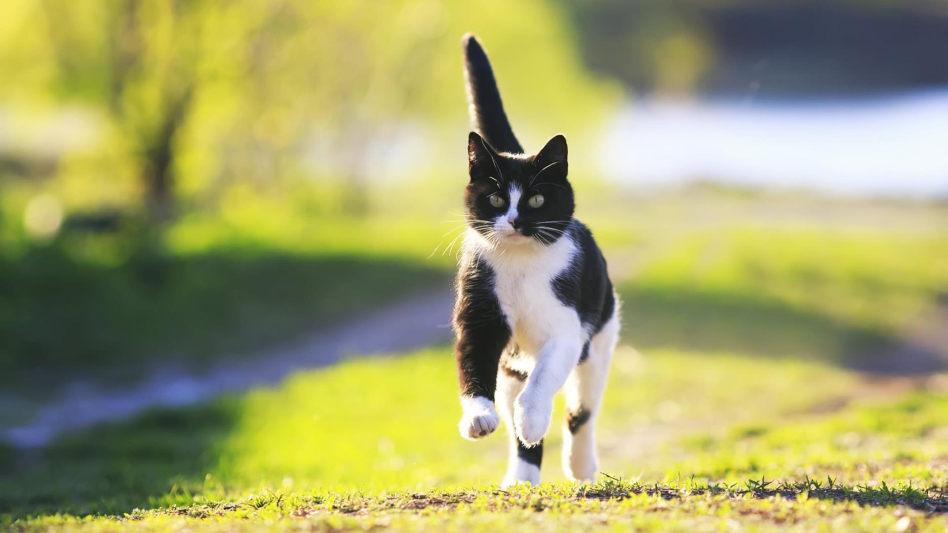 image-18-cat-exercise.jpg