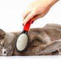Macska szőrének ápolása