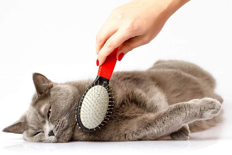 cat-grooming-blog.jpg