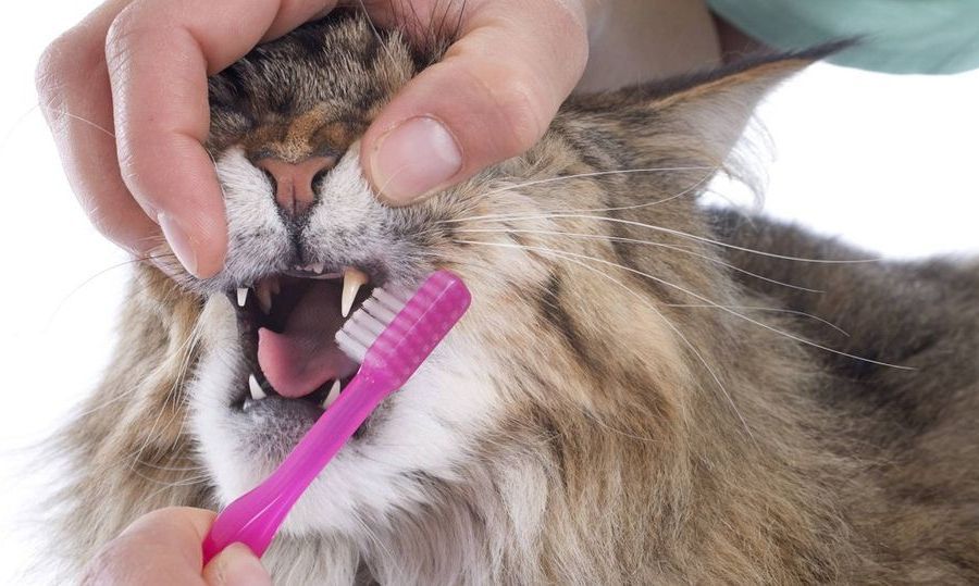 Hogyan ápoljuk a cicánk fogait?