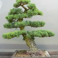 A Bonsai fa