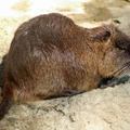 A nutria