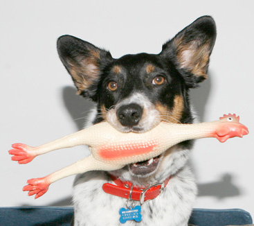 Westminster-and-his-Rubber-Chicken_02.jpg