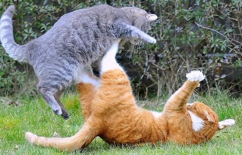 cats-fighting.jpeg