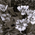Just Tulips
