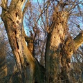 Two Trees - Szingy Photo