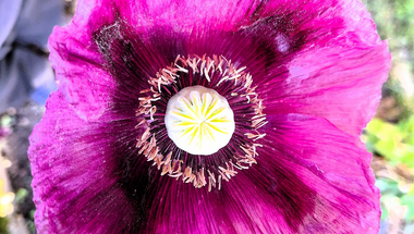 Papaver Somniferum