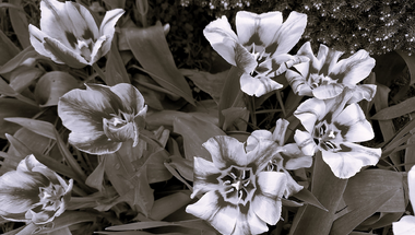 Just Tulips