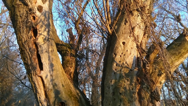 Two Trees - Szingy Photo