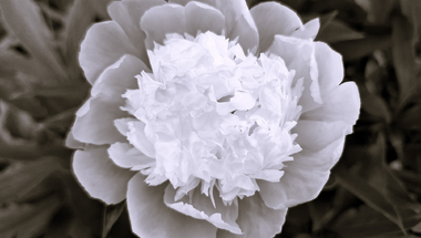 Paeonia Officinalis