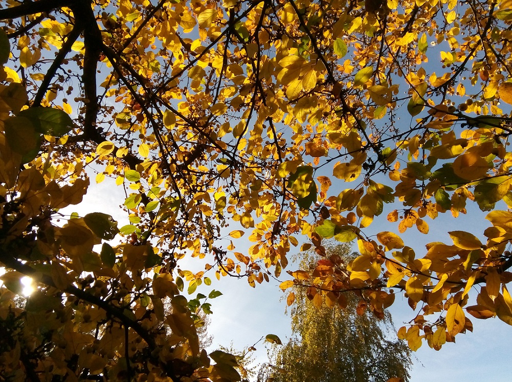 autumn_kerepes_37_nemeth_gyorgy_foto.jpg