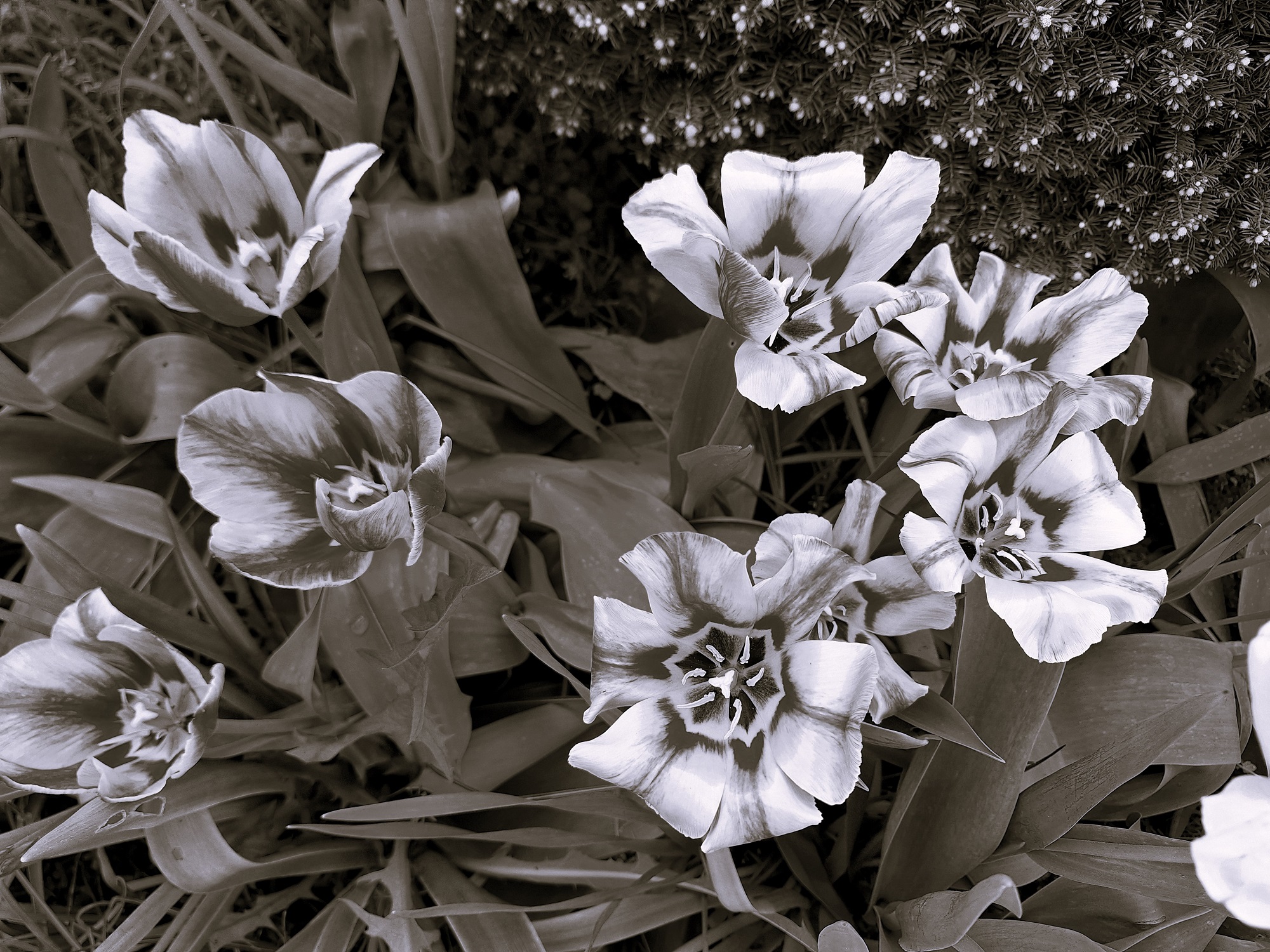 nemeth_gyorgy_photography_just_tulips.jpg