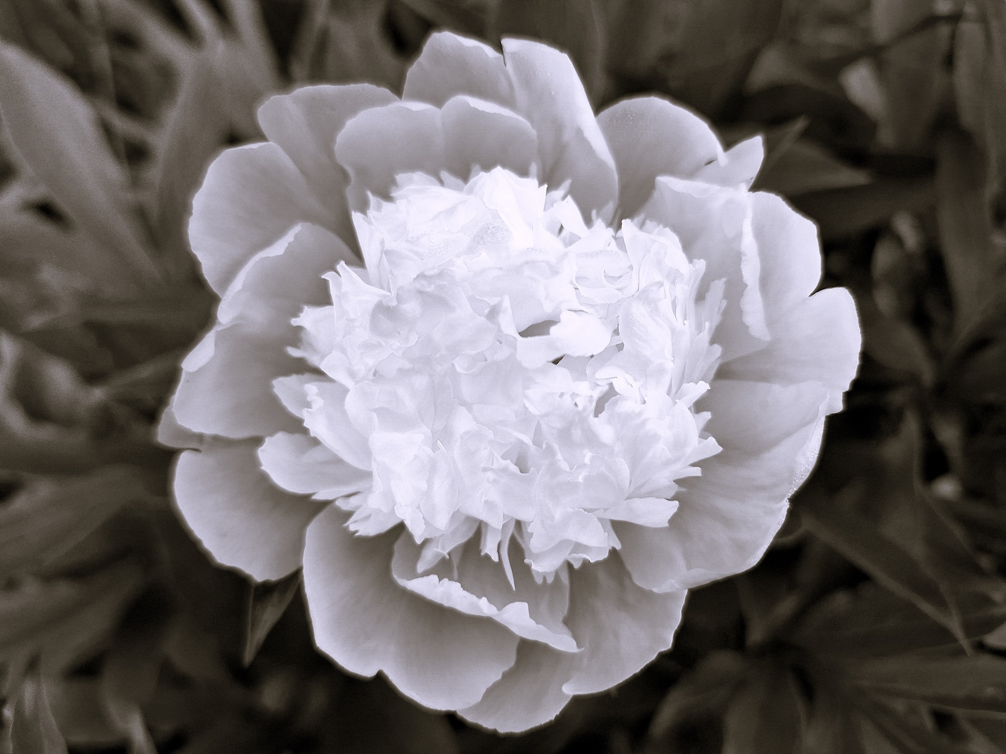 paeonia_officinalis_nemeth_gyorgy_photography.jpg