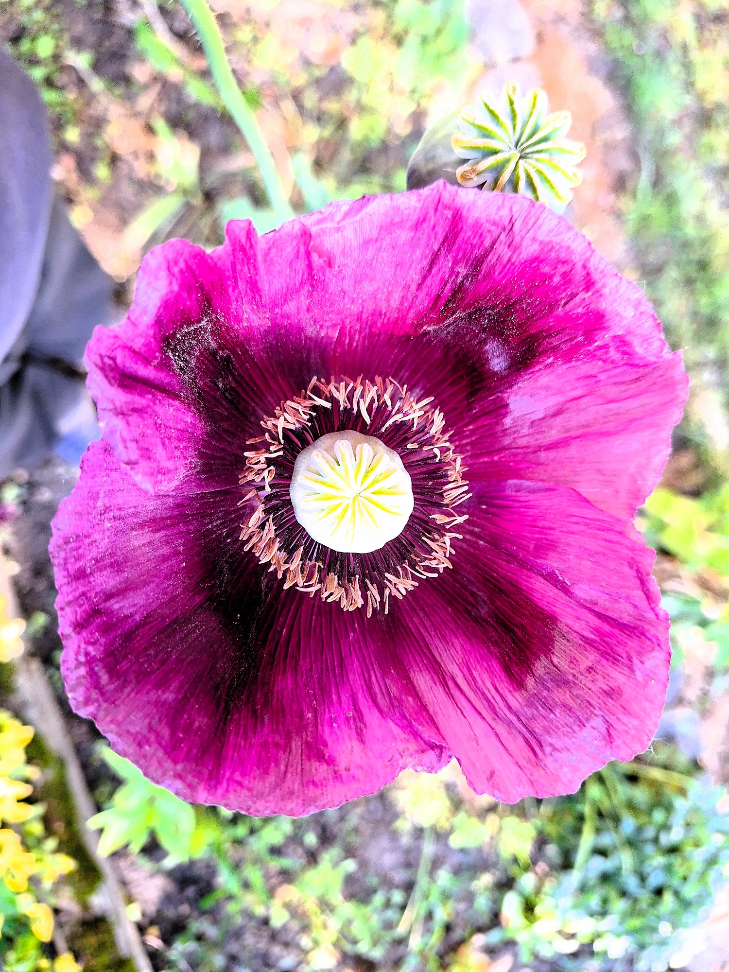 papaver_somniferum_nemeth_gyorgy_photography.jpg