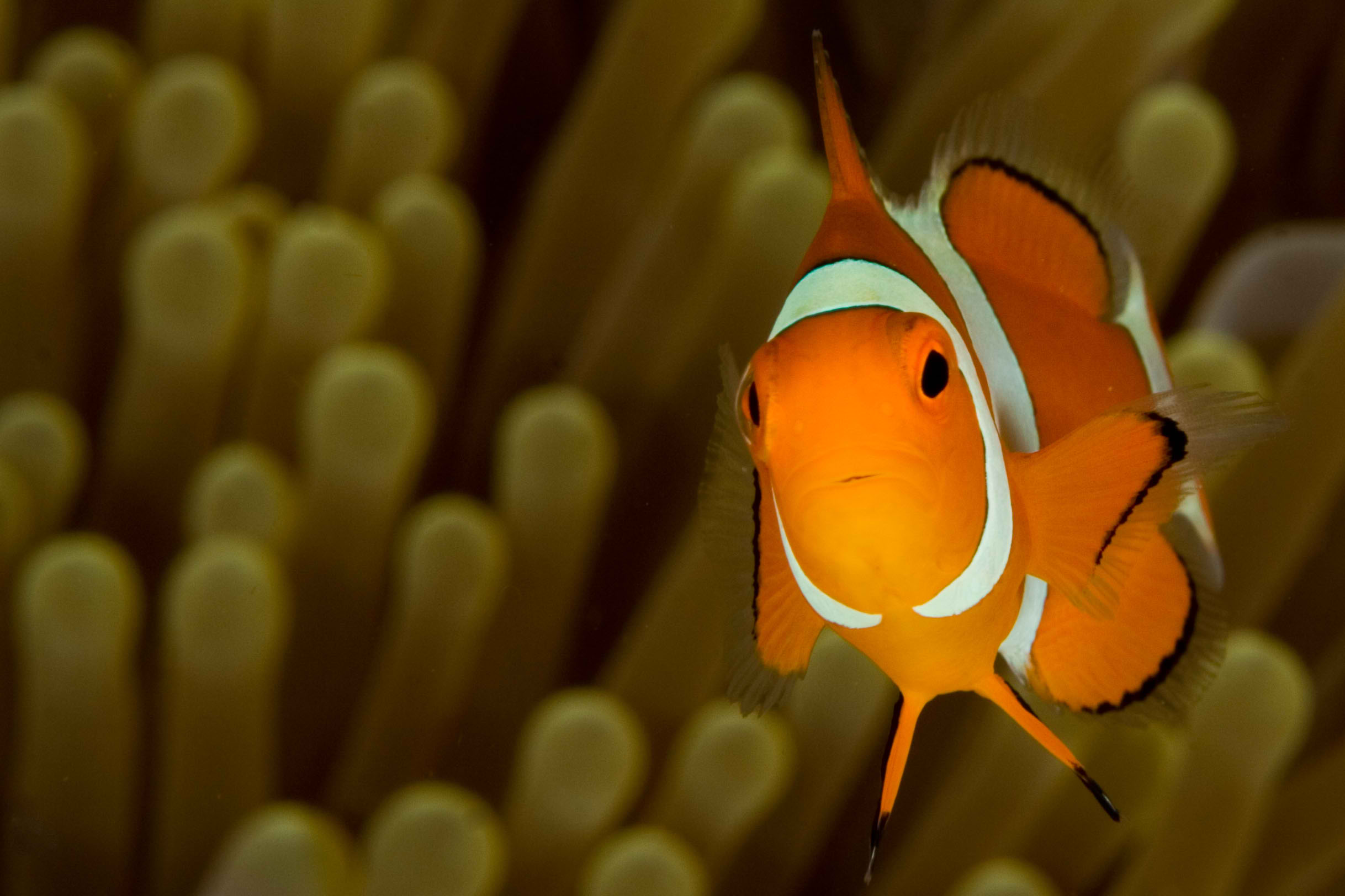 Clownfish_2.jpg