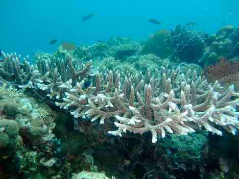 coral-bleaching-staghorn.jpg