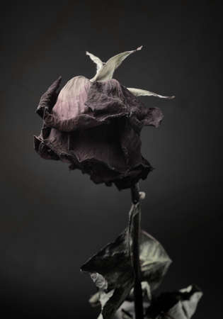 113833980-withered-rose-on-a-dark-background.jpg