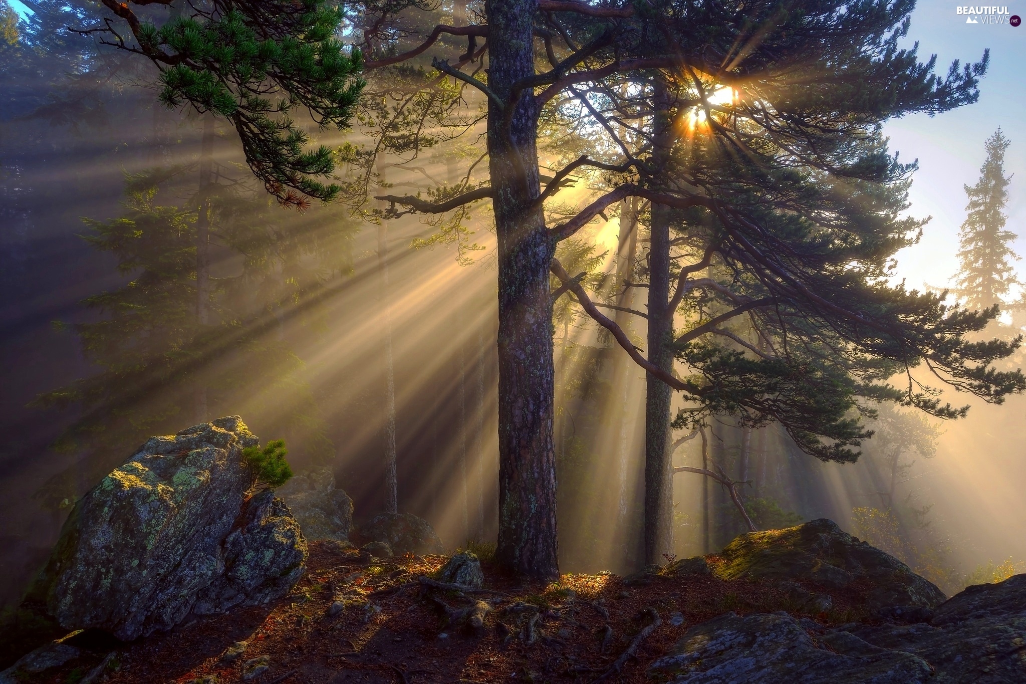 fog-forest-sunrise-trees.jpg