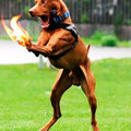 Tüzelő kutyamancsok Photoshopban!