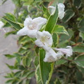 Pictures of nature II.
