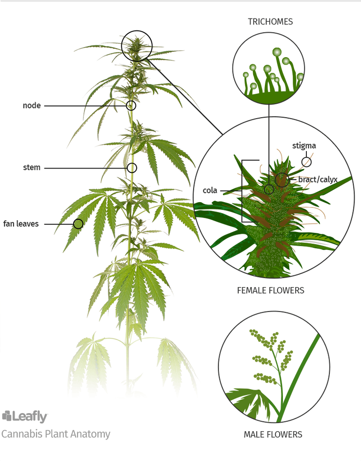 cannabis-parts.png