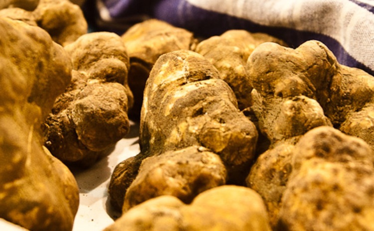 piemonte-10-11-tartufo-bianco.jpg