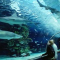 5 mesés akvárium, amit látnod kell Magyarországon