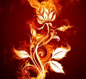 fire-rose.jpg