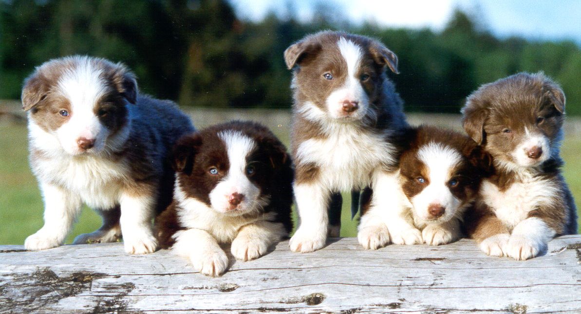 5bc_puppies.jpg