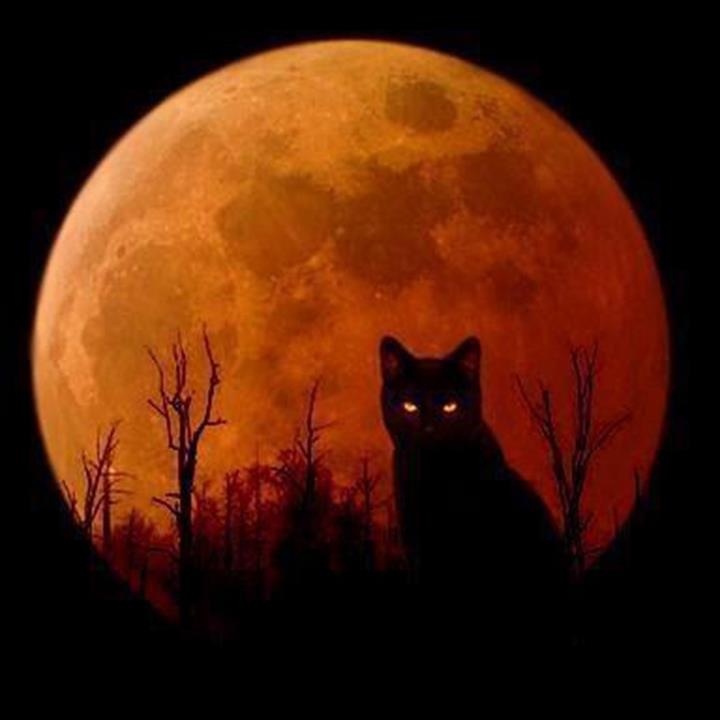 86449fa3f9a14e5320e04ae0c7a8cfb6--halloween-moon-halloween-black-cat.jpg