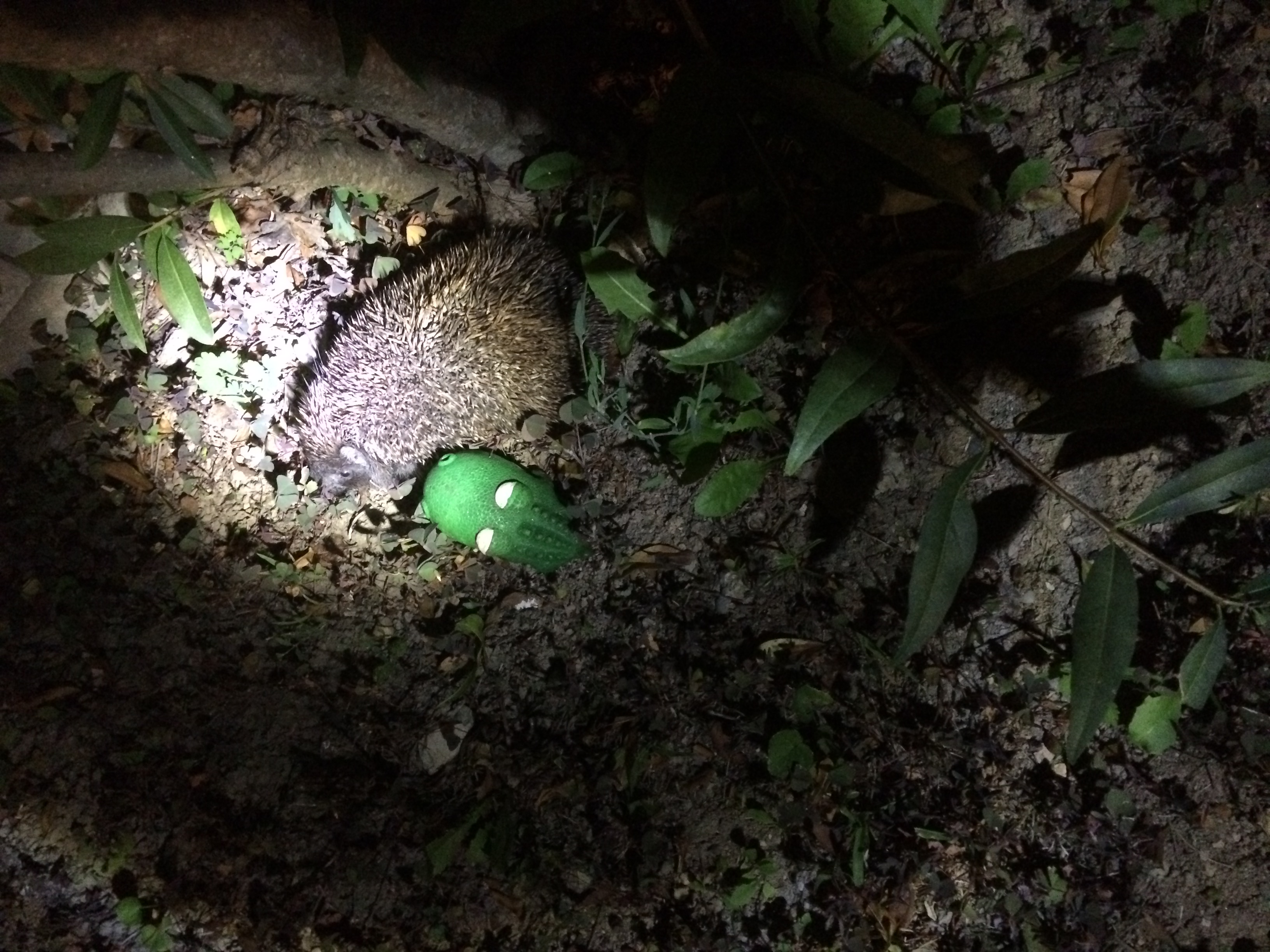 Hajnali horror: a zöld krokodil majdnem megölte a sünt!