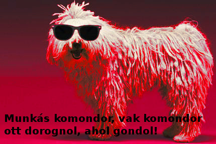 komondor.jpg