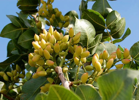 pistachio-tree.jpg