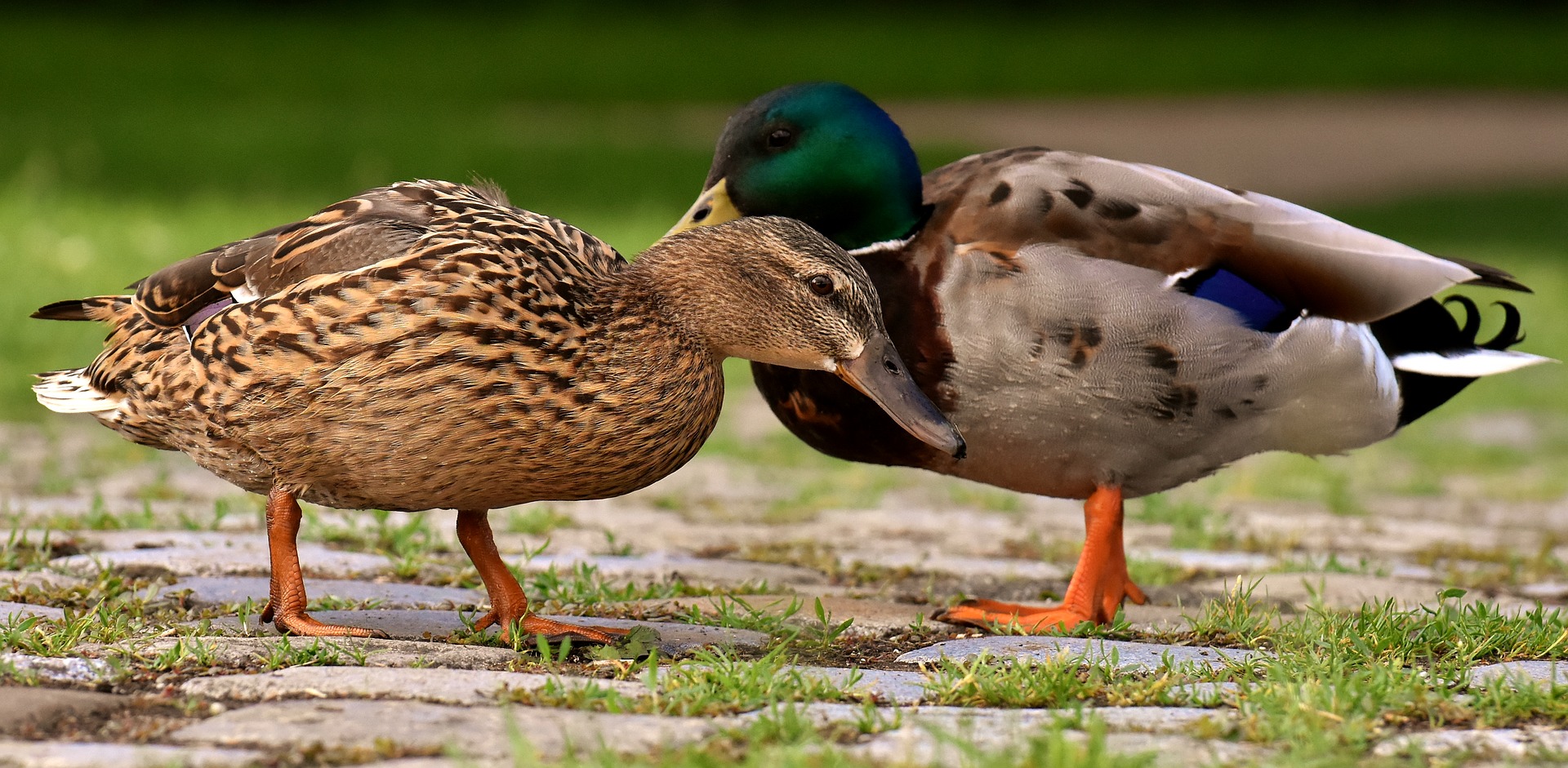 ducks-3478009_1920.jpg