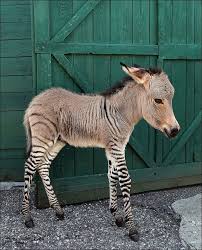 szamár és zebra keverék&lt;br /&gt;