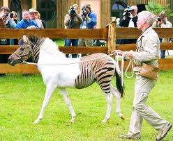 zebra és ló kerszteződése