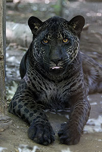Egy jaguár-oroszlán, vagyis jaglion