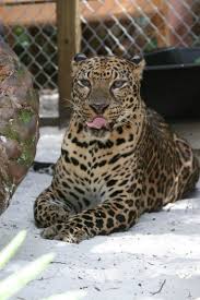 Leopárd és jaguár mix, azaz lepjag
