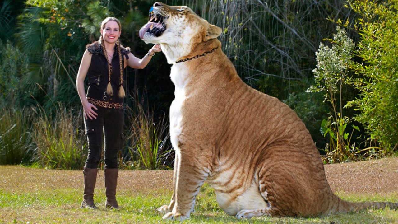 A liger