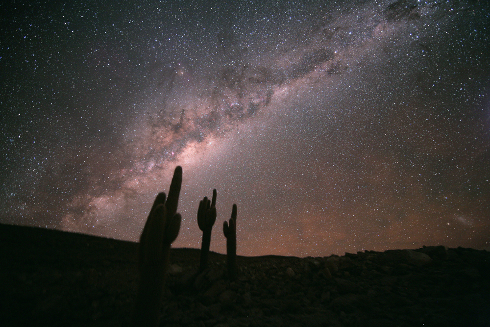 milky-way-echinopsis-atacamensis.jpg