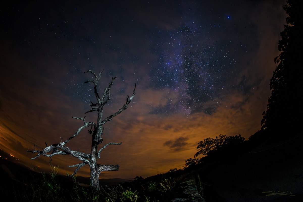 sanchez-tree-point-stars.jpg