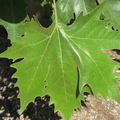 platanus x acerifolia