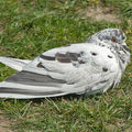 columba palumbus