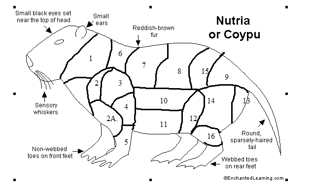 nutria bolti bontása.jpg