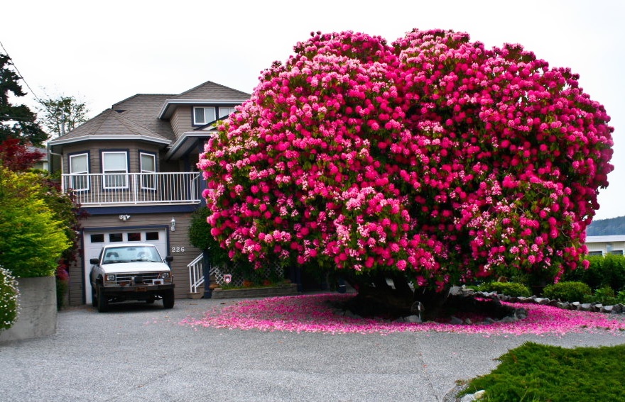 a_125-year-old_rhododendron_canada.jpg