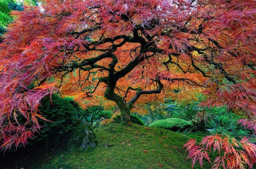 a_japanese_maple_tree_oregon_usa.jpg