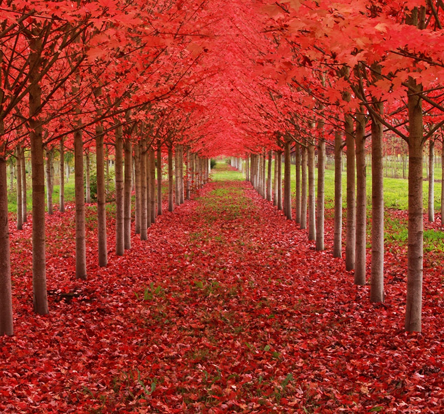 a_tunnel_formed_from_maple_trees_oregon_usa.jpg
