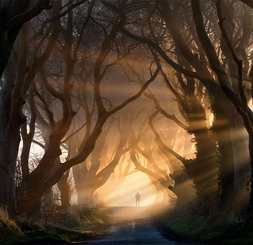 an_alley_of_beech_trees_northern_ireland.jpg