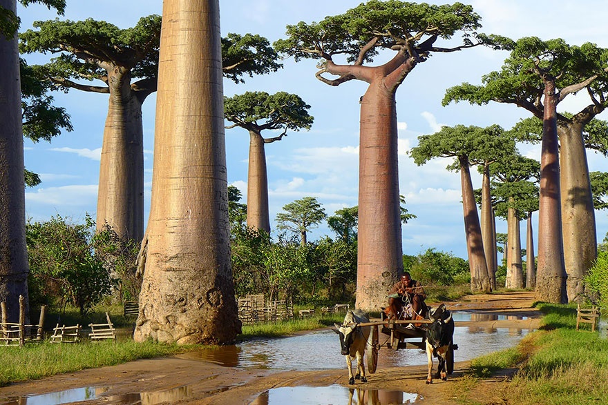 baobab_trees_madagascar.jpg