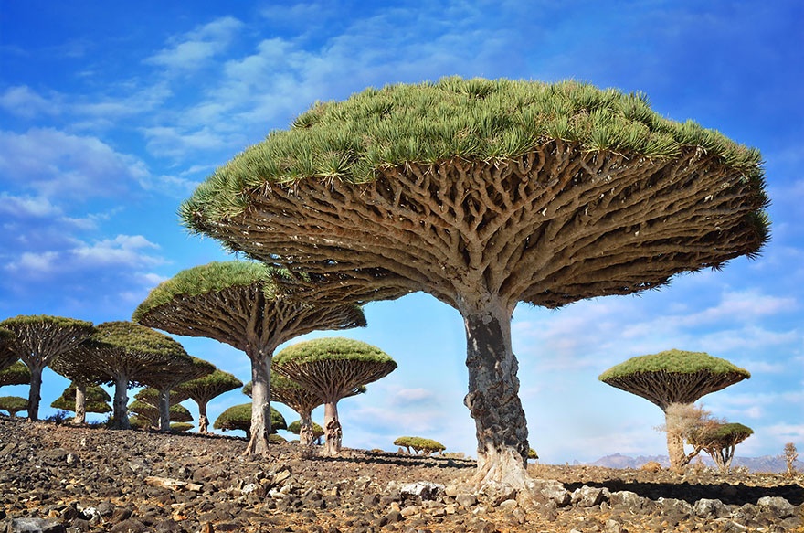 dragon_blood_trees_yemen.jpg